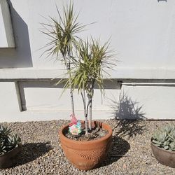 ENTIRE POTTED PLANT * Dracaena DRAGON TREE  w/LG CLAY POT