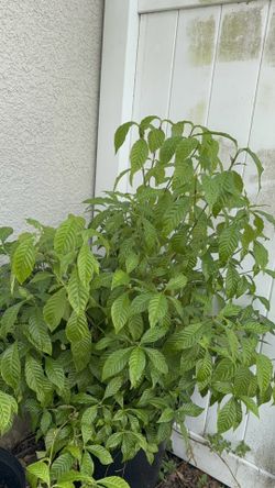 Fruiting Wild Coffee Bush (4 Ft Tall) 15 Gallon Pot 