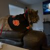 Kamehouse_collectors 