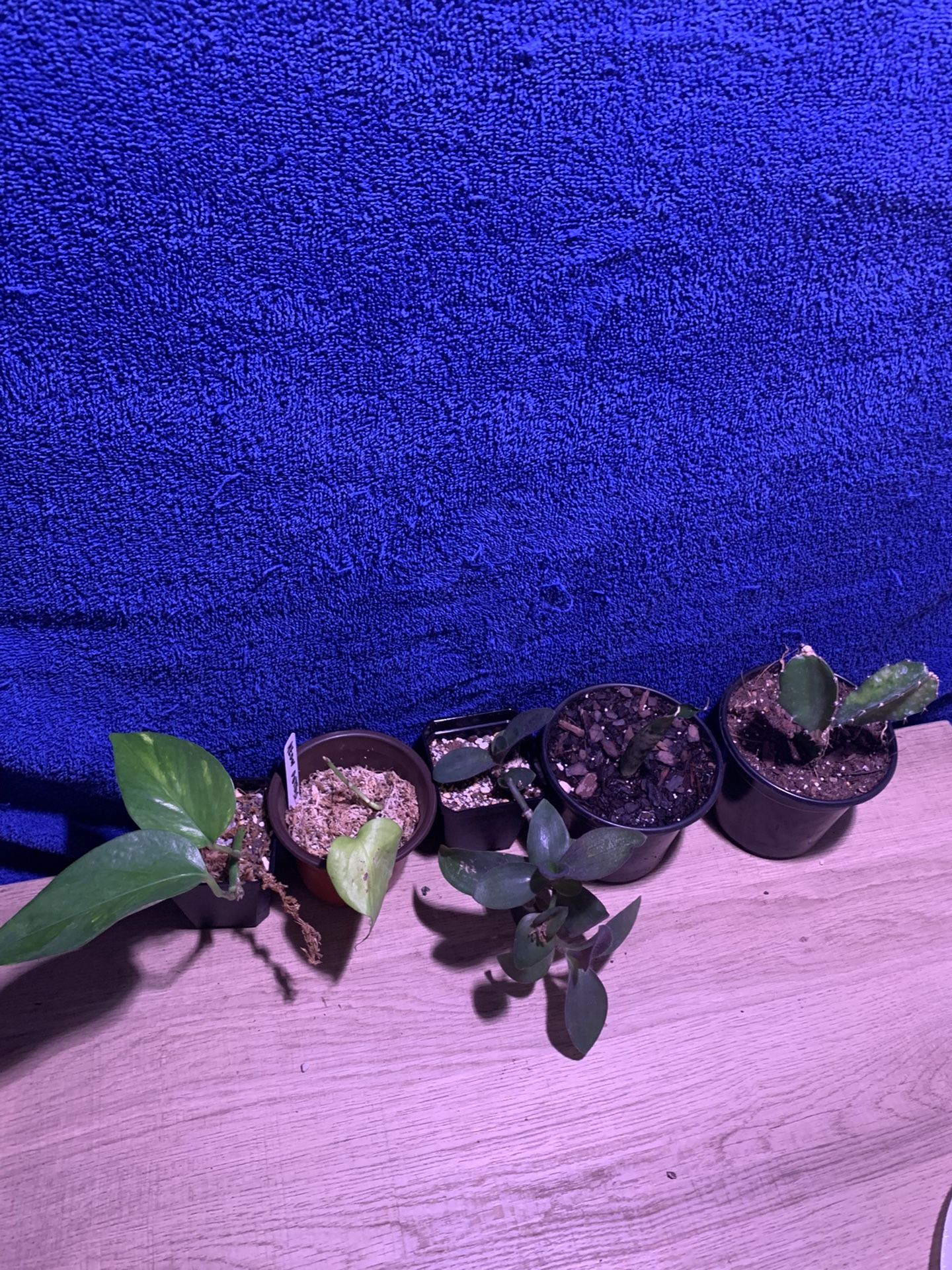 5 Indoor house Plants🪴