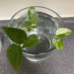 3 different plant rooted cuttings with ikea  vase
