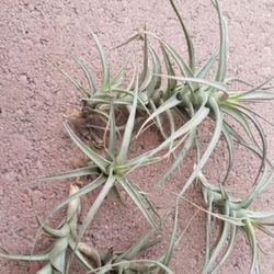 10 Cute Air plants (apx 2”-3”)