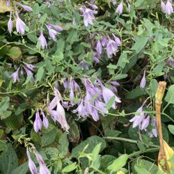 Purple Bloom Hostas Perennial 