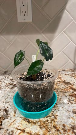 ALOCASIA AMAZONICA “POLLY” PUP