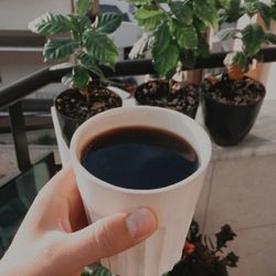 Coffee Plants In 3 Gal 