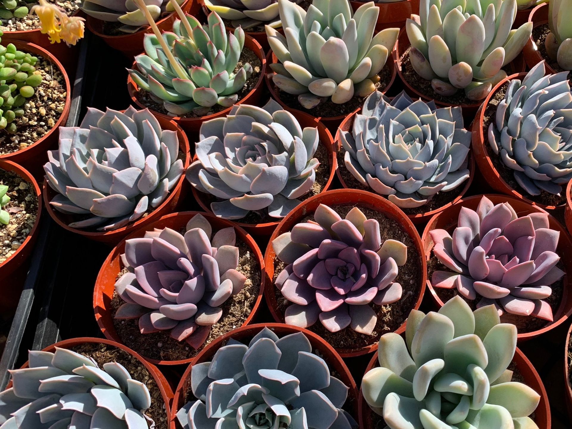 SUCCULENTS
