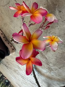 Cutting plumeria