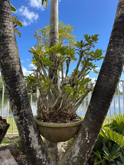 Hawaii umbrella bonsai
