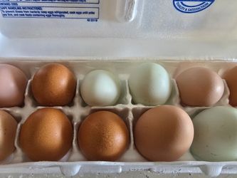 Fresh Backyard Chicken Eggs