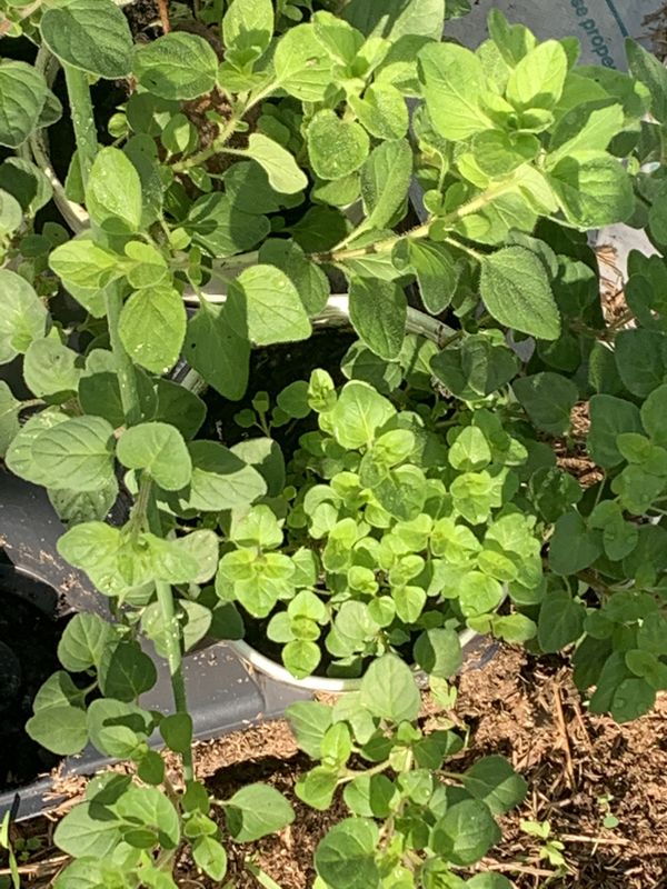 Italian oregano plant for Sale in Thonotosassa, FL OfferUp