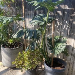 Plant For Sale