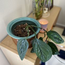 Monstera Karstenianum