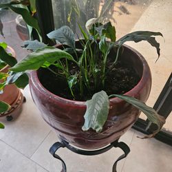 Large Glazed Ceramic Planter