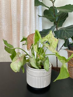 4in Syngonium Hoseplant