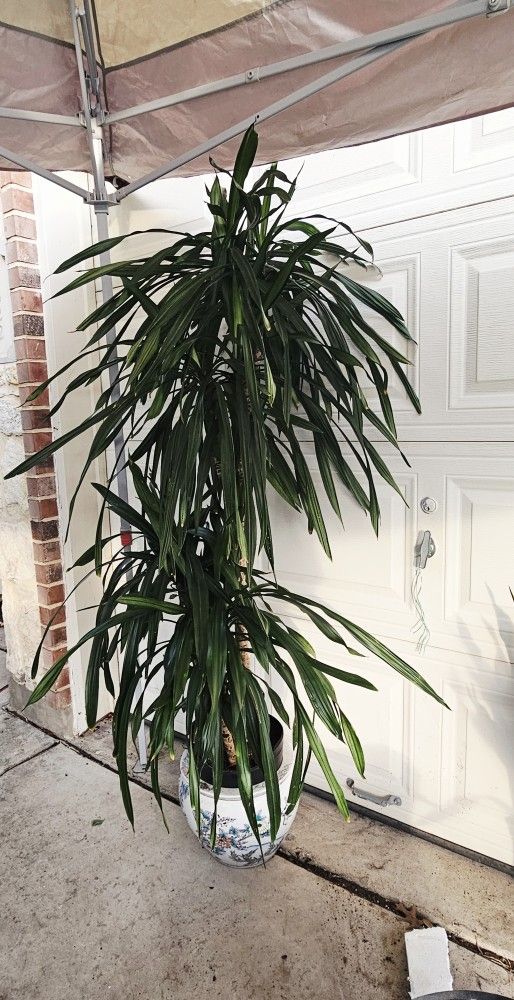 Dracaena Tree With Oriental Ceramic Pot