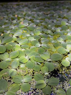 Water Lettuce Aquarium Floating Plants