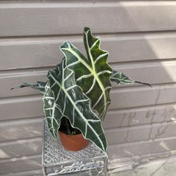 6” alocasia polly african mask 