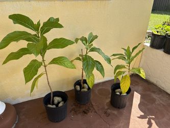 Noni Tree