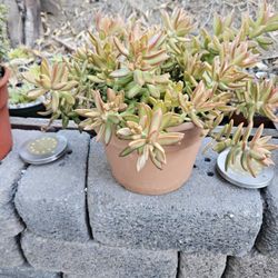 Succulents In 10" Color Pots For $10