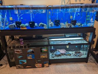 Fish Tank Aquarium
