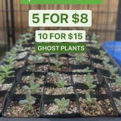 Ghost Succulents 