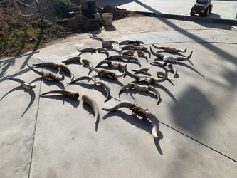 Bull Horns