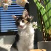 babybooali