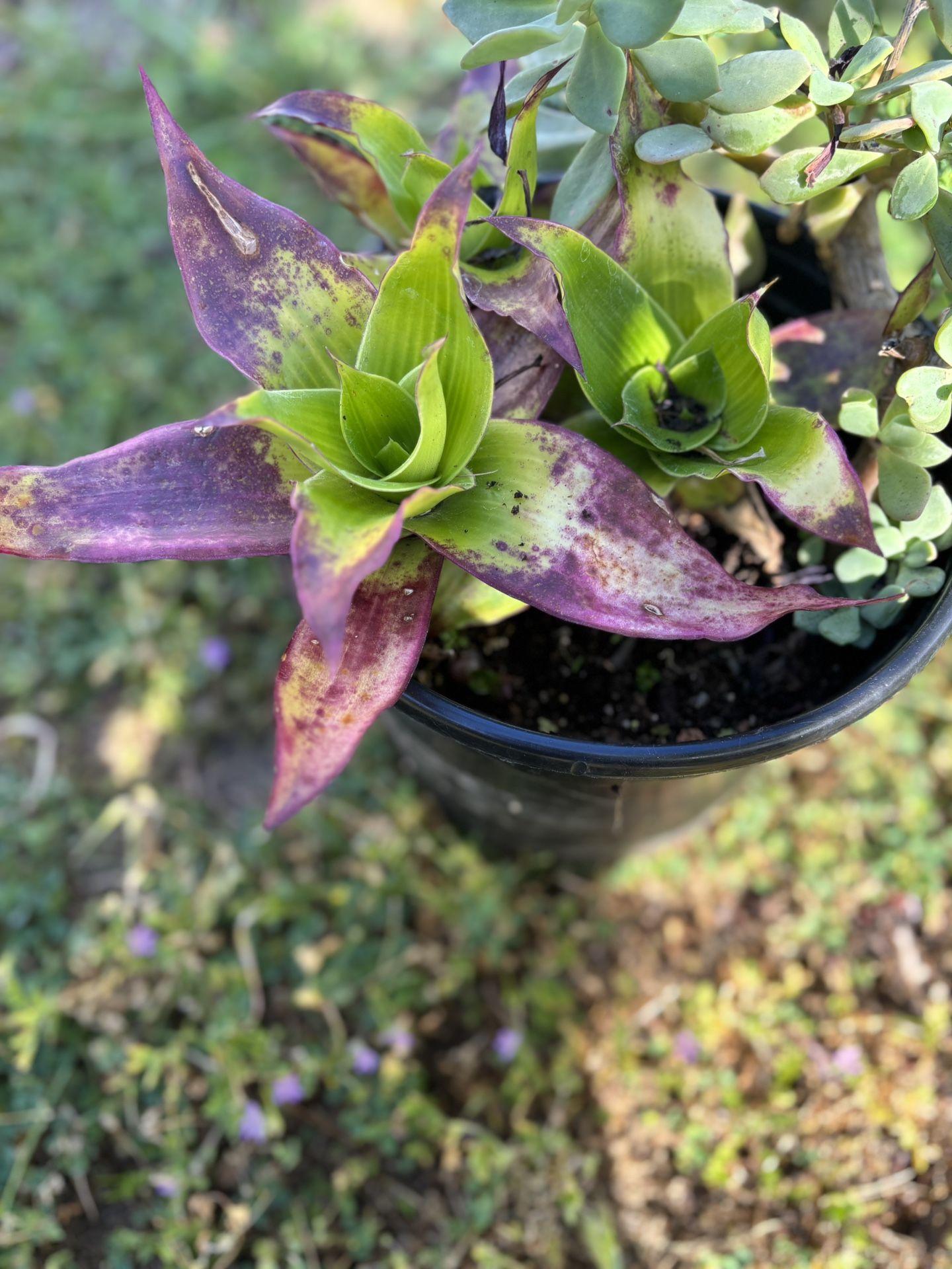 Beautiful Plant In A5 and Gallon Pot Has 2 Plants In The Same Pot And Has Flowers Right Now Come And Get It