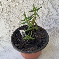 4 Inch Pot Succulent Plant - Crassula Tetragona - Karkai - Rooted & Stablished - Drought Resistant - 🪴 