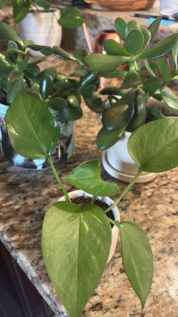 Jade plants and pothos plants 🪴