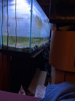55 gallon fish tank