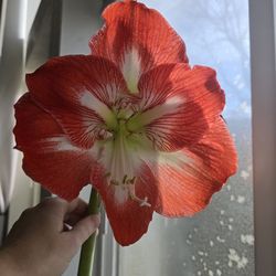 Amaryllis (Hippeastrum) Baby Plants
