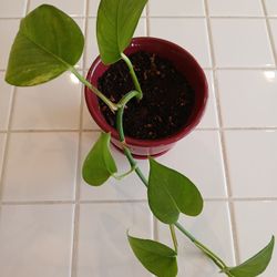 Real Indoor Pathos Plant with Red Ceramic Palnter Pot