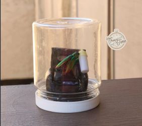 Taxidermy insect bottle feeding dad