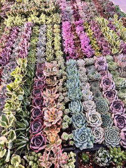 Succulents $2 each