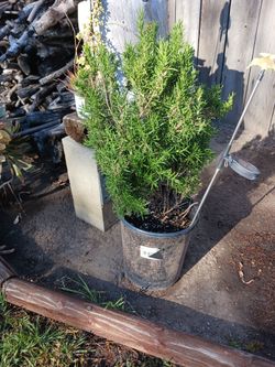 ROSEMARY  PLANT