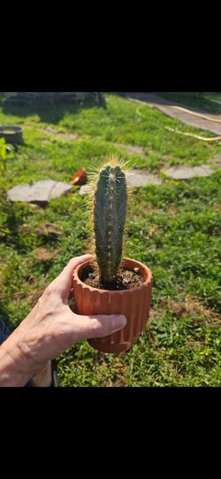 Blue torch cactus
