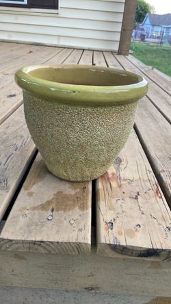 Pot plant