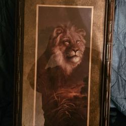 Lion Picture