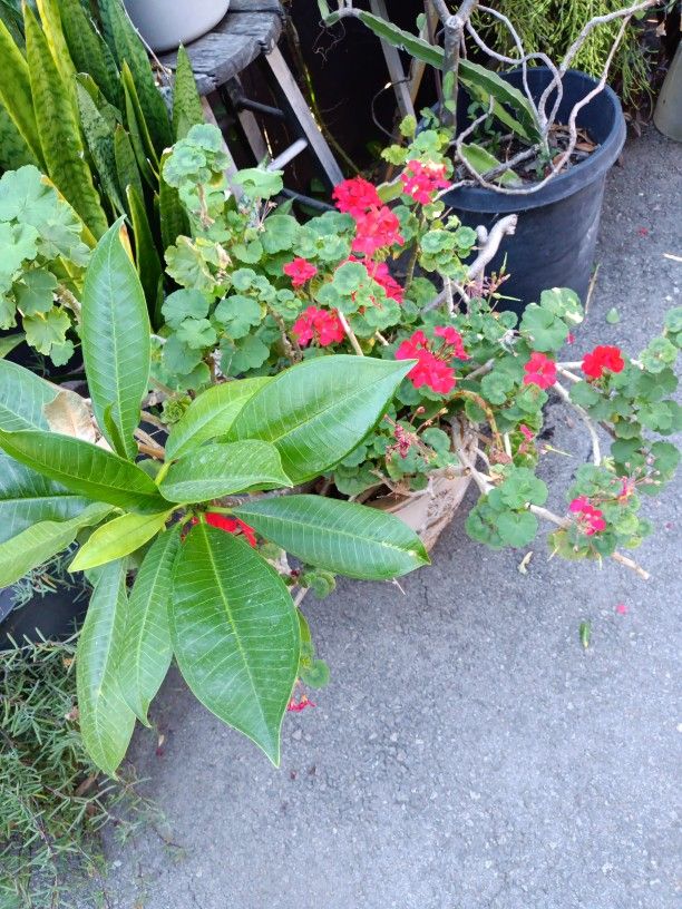 Plantas