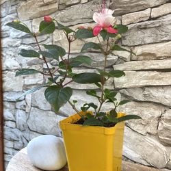 Upright Fuchsias Attract Hummingbirds. 