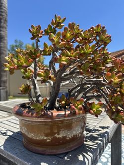 🌿 Outdoor Plants & Pots for Sale – $15-100