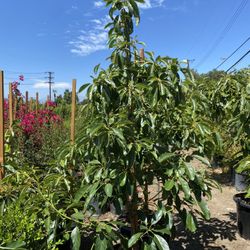 Hass Avocado Tree
