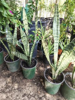 Snake plant