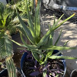 Agaves $50 Each Elephant Food Plants $30 Each