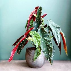 Angel Wing Polka Dot Begonia Plant/ Indoor Plant/ House Plant flower patio garden starter