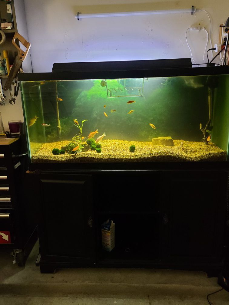 75 gallon with stand