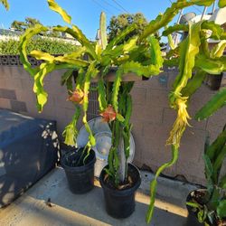 Dragon Fruit Trellis