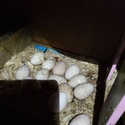 Turkey Eggs Fertility 