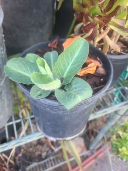 Yerba Del Manso Planta Medicinal 